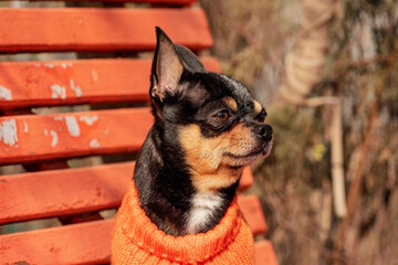 Portrait of a cute purebred chihuahua. Chihuahua in an orange sweater.