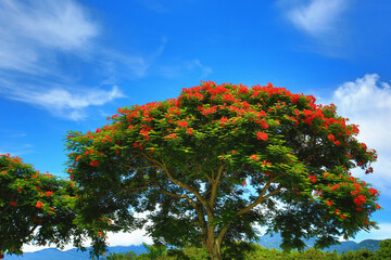 beautiful scenery of Poinciana (Flame tree) flowers,view of Flame tree with blooming red flowers in sunny summer with blue sky background