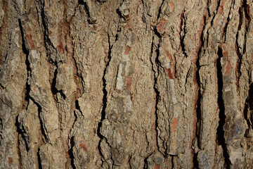 Close-up, detailed view and background of a rough bark of a pine tree