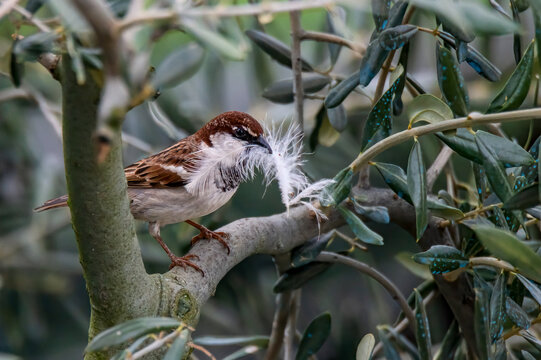 sparrow with feather in its mouth