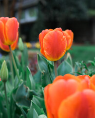 orange tulip bloom closeup botanical garden in Georgia