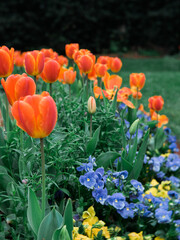 colorful flower bed in bloom with orange tulips purple yellow pansies