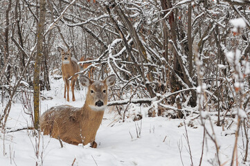 Family of White Tail deer in winter forest at city park