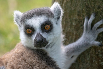 Obraz premium Lemur looking in the camera