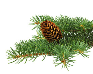 Spruce branch with cones.