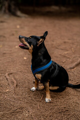 Petite puppy modeling a sturdy safety vest in Honolulu