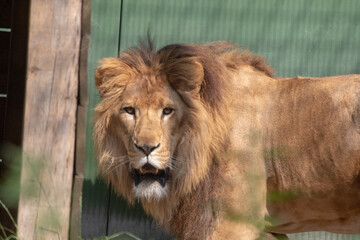 Male lion with long hairy mane

