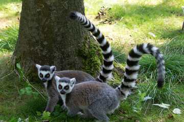 Two single lemur annimals with their tails up
