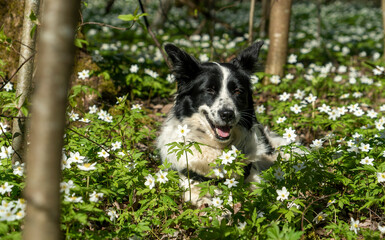 A black and white dog lies smiling in a clearing in flowers.