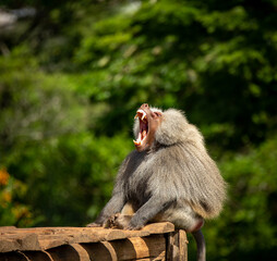 Sacred baboon sitting on the wooden platform with mouth open in deep blur.