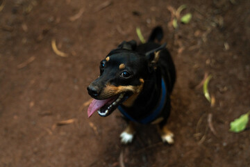 Enthused pup ready to go on a peaceful hike in the forest of O'ahu - obrazy, fototapety, plakaty