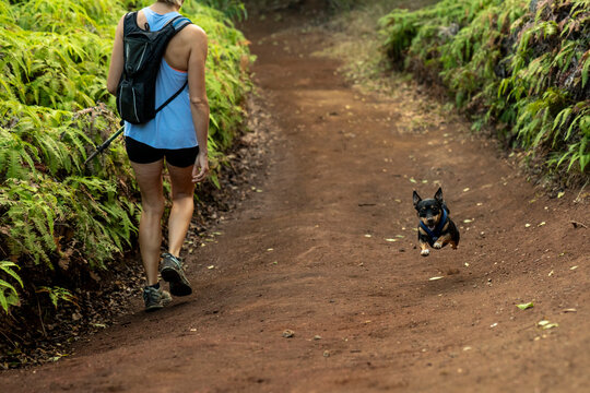 Female hiker on trail with small black dog