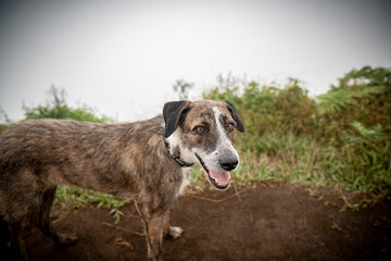 Fototapeta premium Friendly canine standing peacefully on a mountain in Oahu