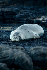 Naklejka premium Hawaiian Monk Seal falling asleep on rocks at the beach during sunset