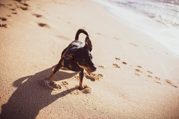Puppy leaving tiny pawprints along the smooth sand on a beach in Oahu