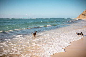 Delighted dogs playing in gentle ocean waves on a clear, sunny day