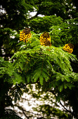 árvore grade com flores amarelas 
