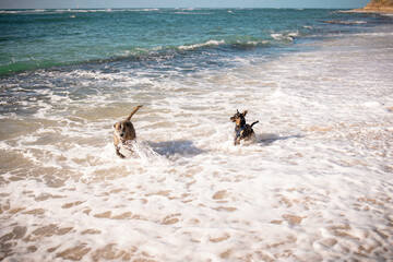 Dogs chasing one another in the sea on a warm, clear afternoon in Oahu