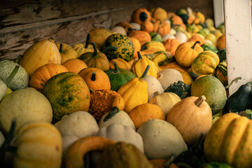 pumpkins and squash