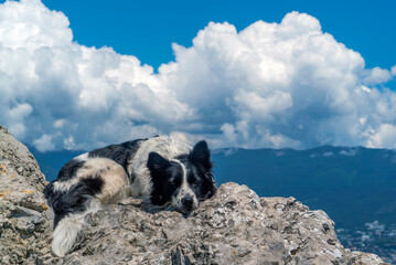 The dog is lying on a large stone against the background of mountains and white clouds.