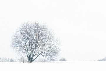 winter background of lonely tree on a meadow on a snowy day