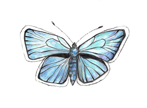 Blue realistic painted butterfly, realistic insects