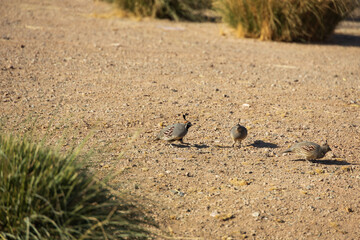 Three quails on the ground