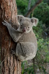 Poster koala in tree australian national park © Cavan