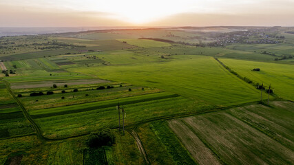 Corn field with young plants on fertile soil on sunset