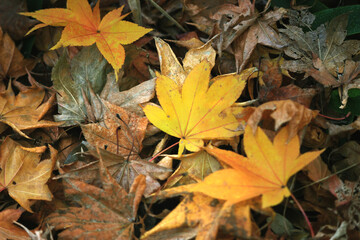 Fallen leaves of Japanese maple withered
