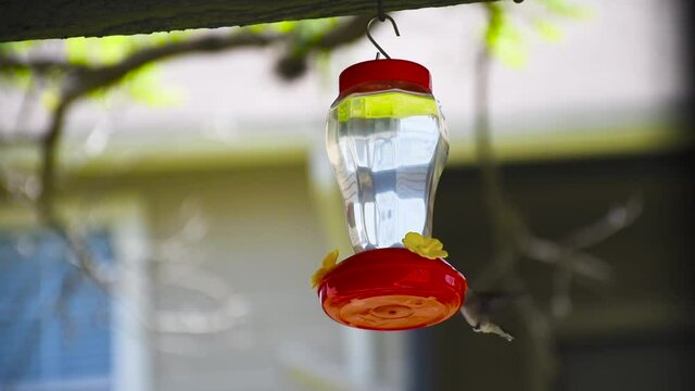 hummingbird flying and drinking nectar from a garden hummingbird feede