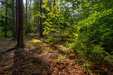 footpath in the woods