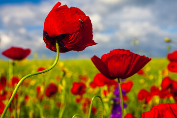 Fototapeta premium Spider on a poppy - Spring field of poppies