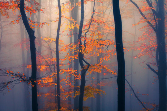 Trees in the Mist - Misty autumn beech forest in Central Balkan Mounta