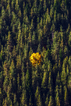 The Stranger - Yellow tree in the middle of a pine firest