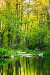 Green River - Reflection of gren trees in a river