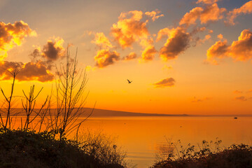 Vaya Lake - Bird flying by a lake in sunset
