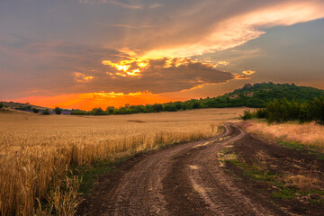 Fototapeta na wymiar Summer road across a wheat fields