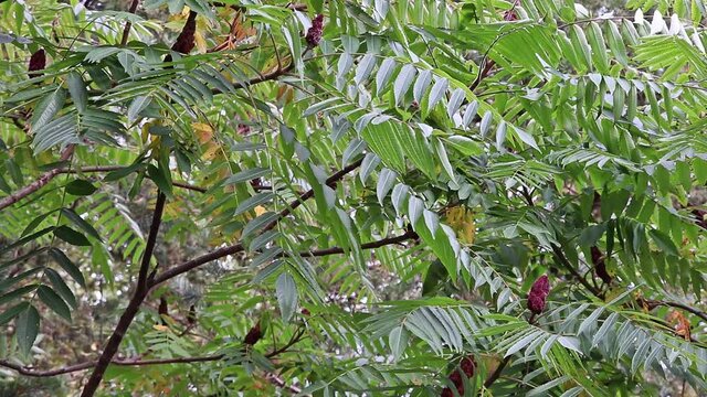 Leaves and red flowers of Ailanthus. Windy weather. Blooming Ailanthus altissima.Fraxinus chinensis. Red flowers of Ailanthus.