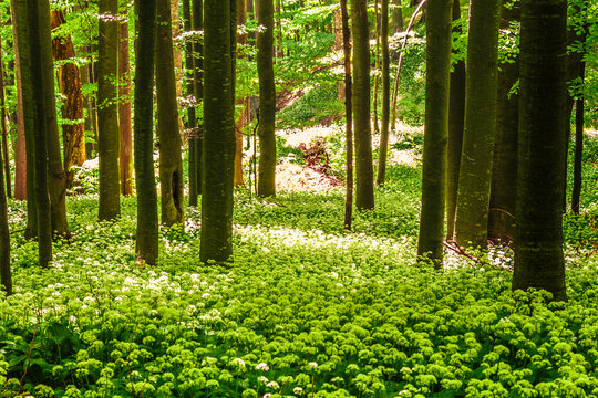 Meadow in a beech forest covered in blossom of wild onion