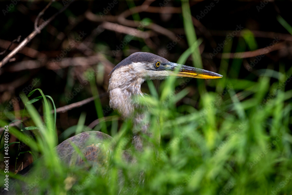 Sticker great blue heron ( ardea cinerea ) is the largest american heron hunting small fish, insect, rodents