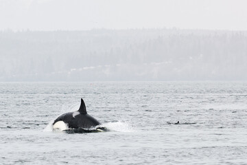 A Killer Whale diving into Puget Sound in Mukilteo, Washington