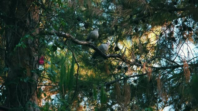 Two turtledove sitting on a tree branch