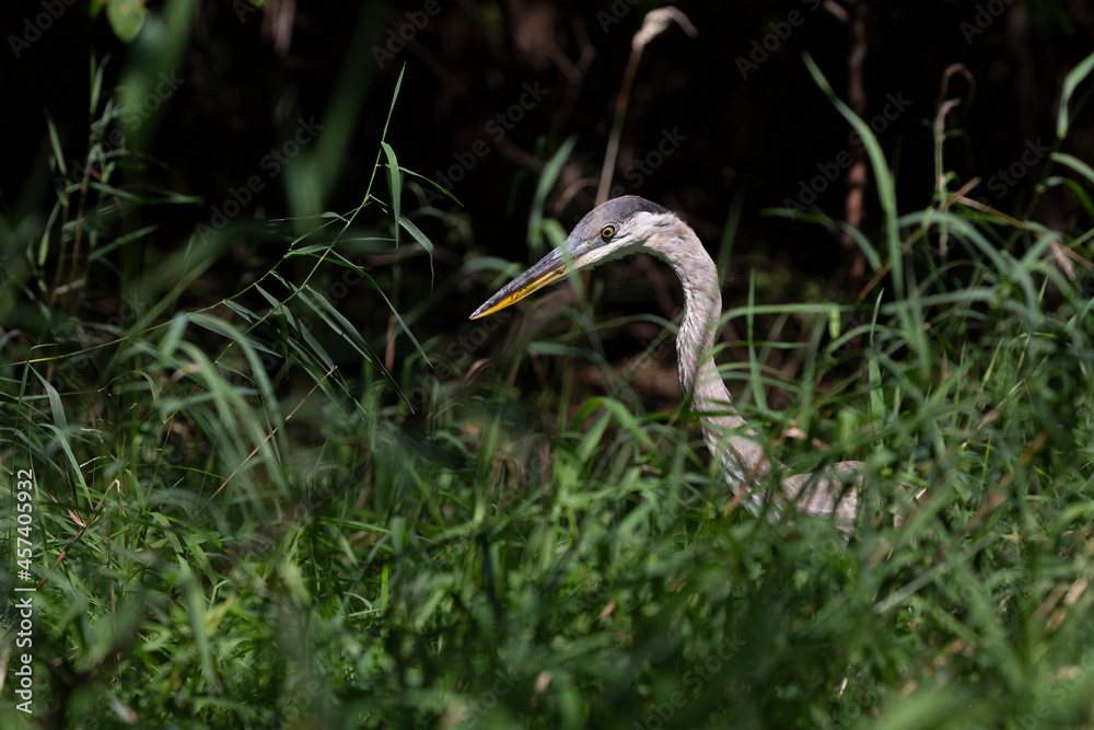 Sticker Young Great blue heron ( Ardea cinerea ) is the largest American heron hunting small fish, insect, rodents, reptiles, small mammals, birds and especially ducklings.