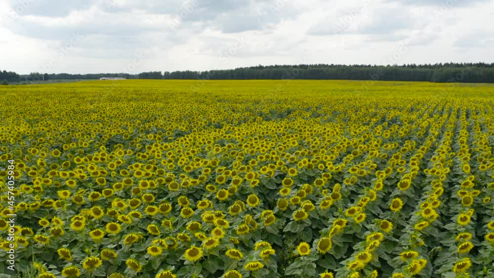 Wall mural Sunflower field, aerial bird-eye view.
