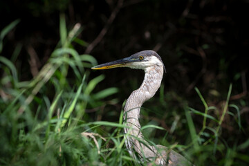 Great blue heron ( Ardea cinerea ) is the largest American heron hunting small fish, insect, rodents, reptiles, small mammals, birds and especially ducklings.