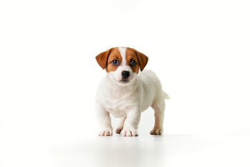 Jack Russell Terrier puppy looking to the camera