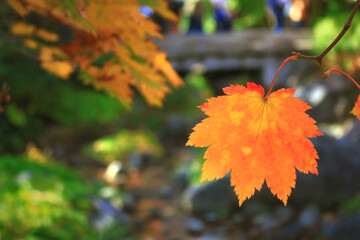 A single leaf maple leaf called Acer japonicum colored in orange