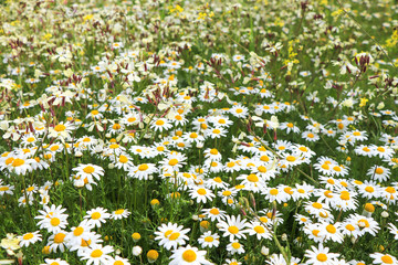 large field of daisies. Flowers background in the spring