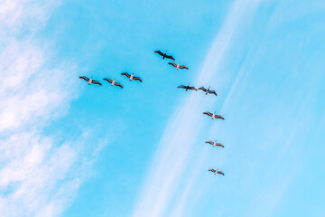 Group flock of pelicans birds flying in blue sky. Tropical fauna.